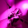 LED Grow Light 12W 200 Red Blue LEDs