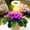 Plant Grow Light 48Pcs LED