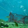 2Pcs Crab Trap Bait Nets
